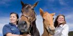 North Island Dressage Championships