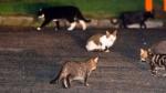 Taupō council 'copped out' of including cats in bylaw - Forest & Bird