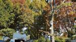 Tūrangi trees come down as street revitalisation project ramps up