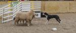 BAYLEYS SHEEP DOG TRIALS
