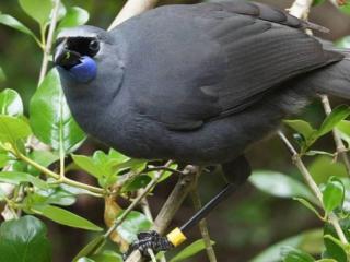 Recovering Kokako population not out of the woods yet 