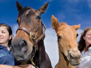 North Island Dressage Championships