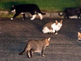 Taupō council 'copped out' of including cats in bylaw - Forest & Bird