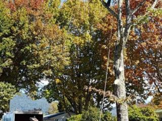Tūrangi trees come down as street revitalisation project ramps up