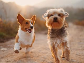 Boarding Kennels & Cattery, Taupo