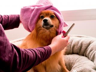 Dog Grooming, Taupo