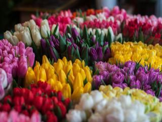  flowers in Taupo