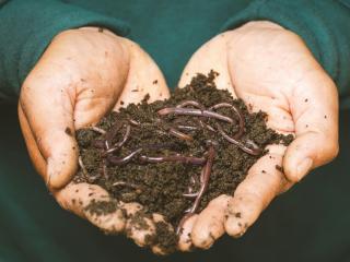 Worm Farming Taupo