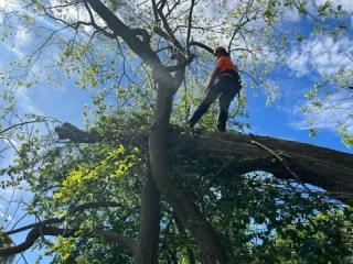 PROFESSIONAL ARBORISTS