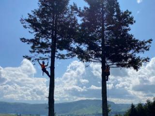 LOCAL SKILLED ARBORISTS