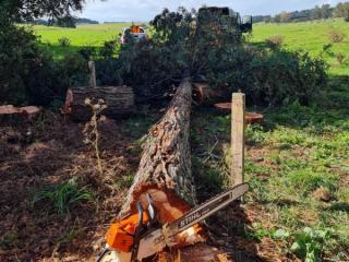 BEAVER TREE SERVICE