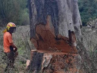 TREE REMOVAL