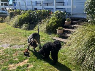 DOGGIE DAYCARE