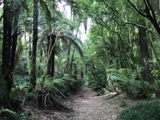 TAUPŌ WALKING TRACKS