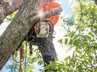 PRUNING FOR HEALTH