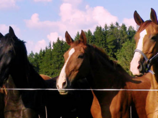 TAUPO VET CENTRE