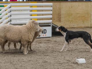 BAYLEYS SHEEP DOG TRIALS