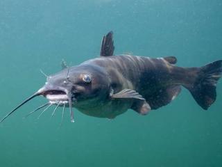 ROSEMERGY CATFISH CULL