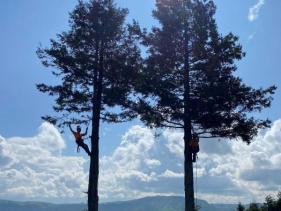 LOCAL SKILLED ARBORISTS