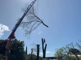 DIFFICULT TREE REMOVAL
