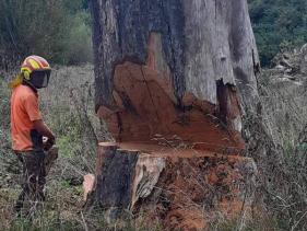 TREE REMOVAL