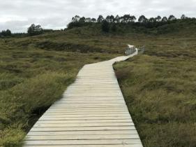 TAUPŌ WALKING TRACKS