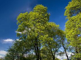 PKV TREEWORX LTD TAUPO