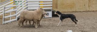 Bayleys Sheep Dog Trials